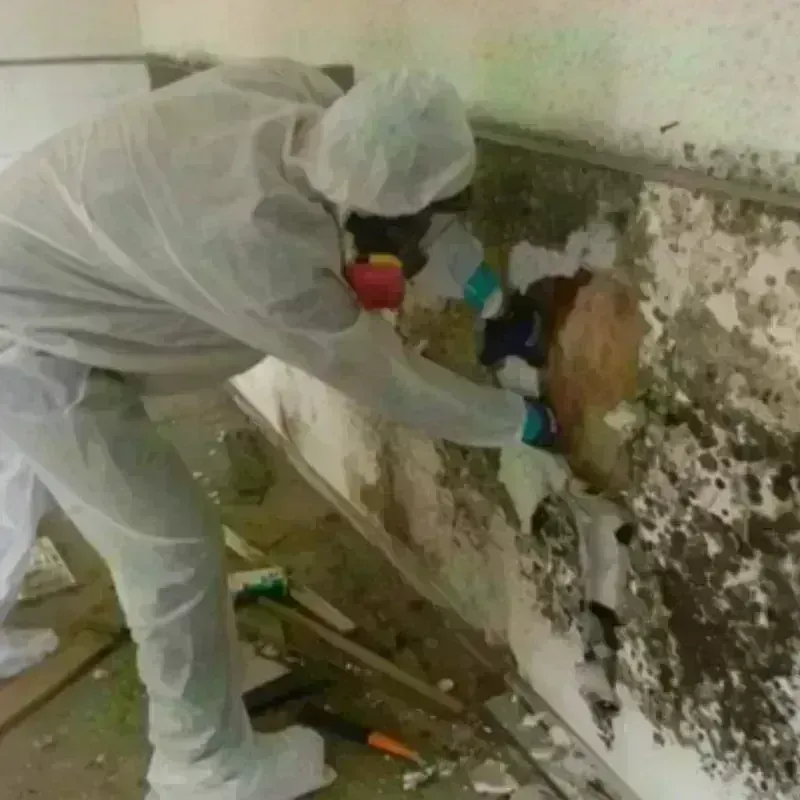 Mold Remediation and Removal in Bradford, ME